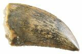 Serrated Raptor Tooth - Real Dinosaur Tooth #364827-1